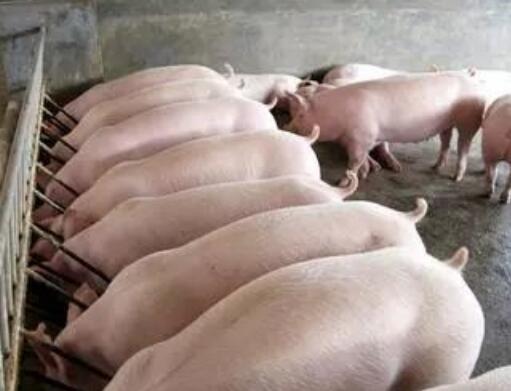 2018年中央一號文件對畜牧養(yǎng)殖行業(yè)將帶來新機(jī)遇！